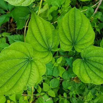 #1. Трава ямса