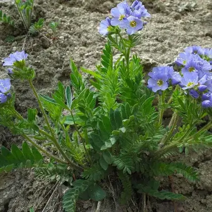 #6. Корень синюхи